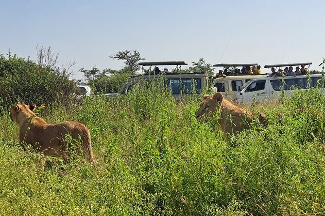 Nairobi National Park Half-day Game Drive - Key Points