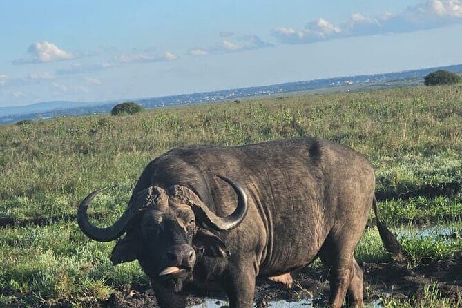 Nairobi National Park Half-day Game Drive - Guide Quality and Customer Service: What Travelers Say