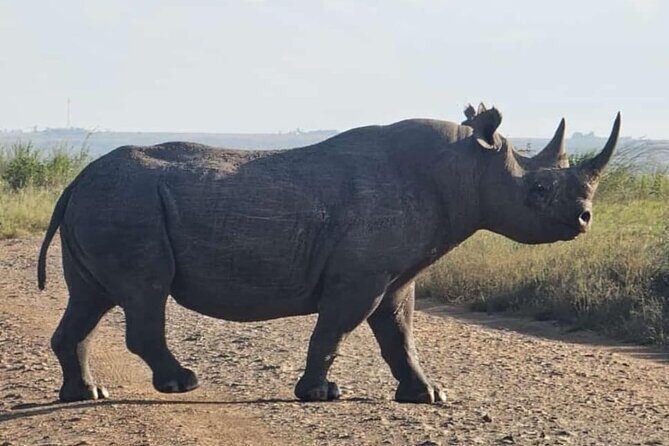 Nairobi National Park Half-day Game Drive - The Experience: Visualize Your Safari