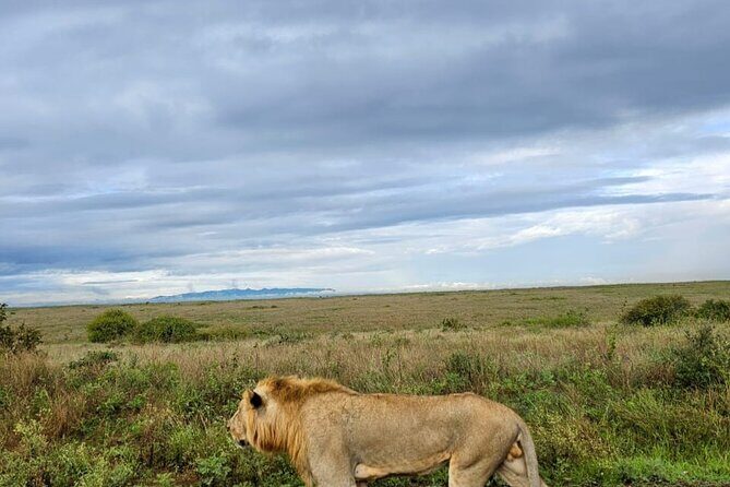 Nairobi National Park Half-day Game Drive - Who Should Consider This Tour?