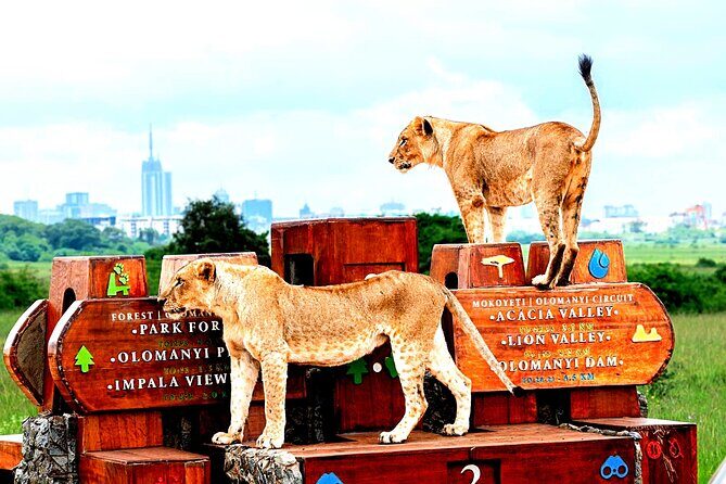 Nairobi National Park Half-day Game Drive - The Sum Up: Who Will Love This Experience?