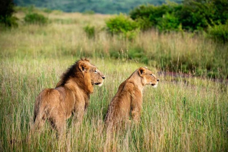 Nairobi National Park Half-Day Game Drive Tour With Pickup - An In-Depth Look at the Tour