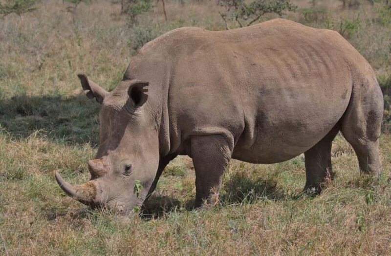 Nairobi National Park Half-Day Game Drive Tour With Pickup - Who Is This Tour Best Suited For?