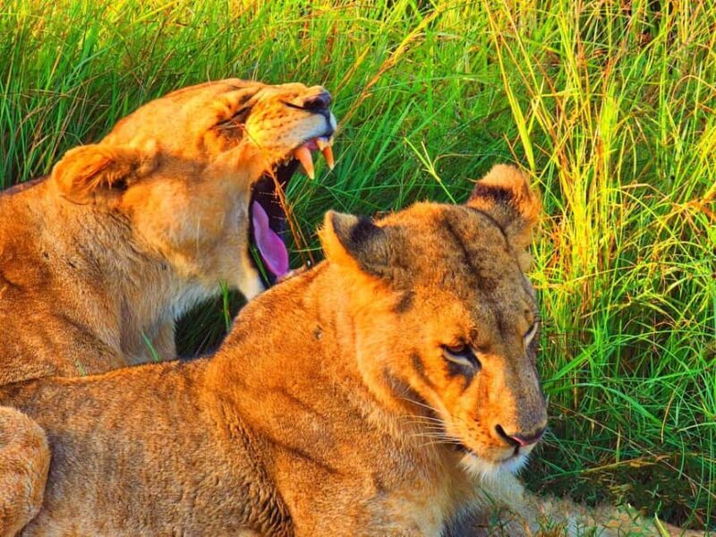 Nairobi National Park Half-Day Game Drive Tour With Pickup - Final Thoughts