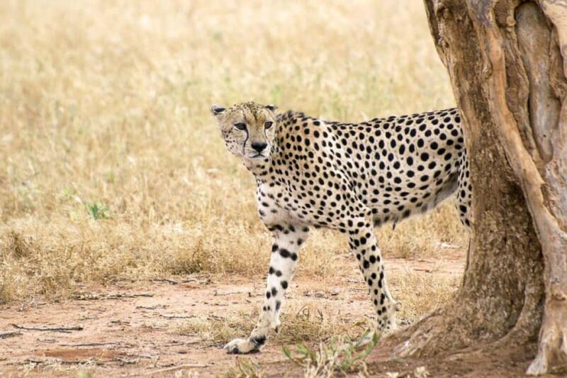 Nairobi National Park Half Day Guided Tour - The Sum Up