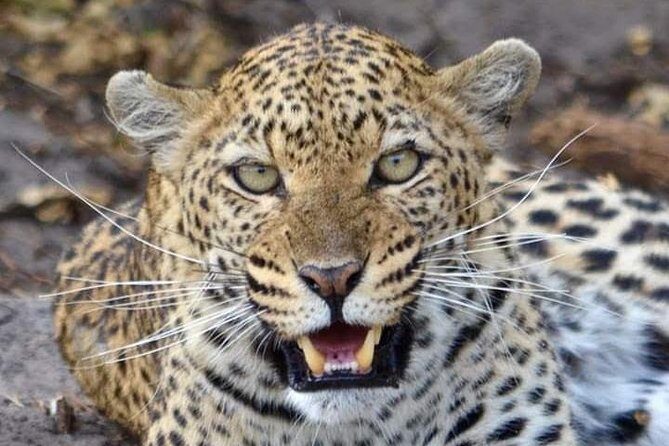 Nairobi national park half day tour - Key Points