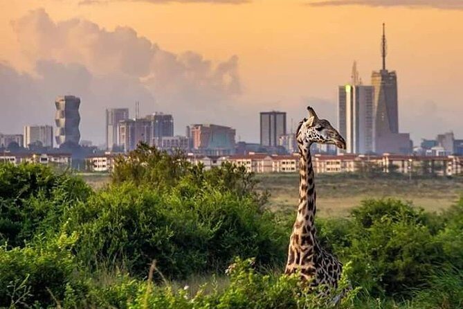 Nairobi national park half day tour - FAQ