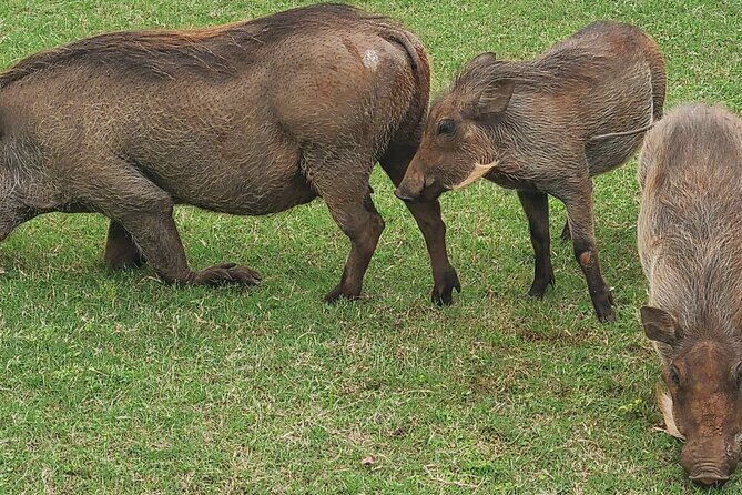 Nairobi National Park Half Day Tour - Breaking Down the Itinerary