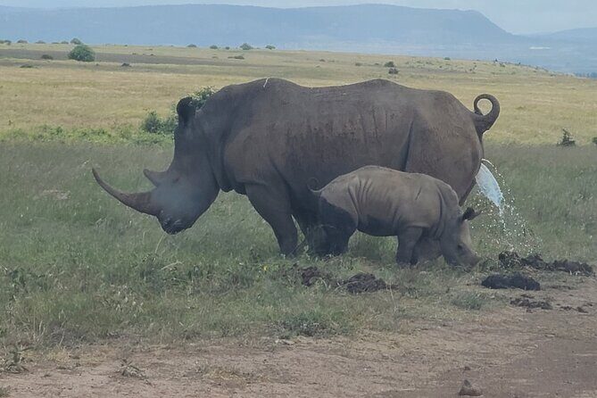 Nairobi National Park Half Day Tour - The Travel Experience: What Youll Love