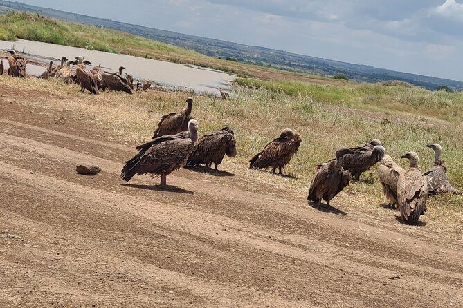 Nairobi National Park Half Day Tour - Who Is This Tour Best For?