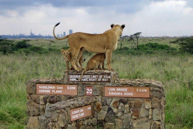Nairobi National Park Half Day Tour - Exploring the Nairobi National Park Half Day Tour: An Honest Review
