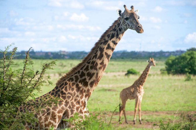 Nairobi National Park Half Day Tour - Key Points