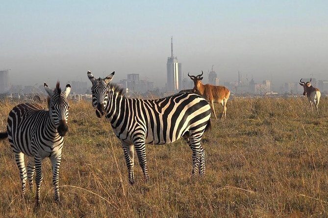 Nairobi National Park Half Day Tour - Potential Drawbacks and Considerations
