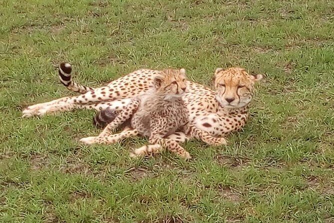 Nairobi National Park Half-Day Tour; Free Wi-Fi connection - The Sum Up