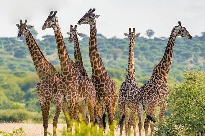 Nairobi National Park half-Day Tour; Free wifi Connection - What About the Price? Is It Good Value?