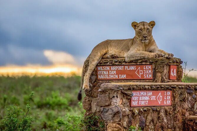 Nairobi National Park half-Day Tour; Free wifi Connection - Practical Tips for Travelers