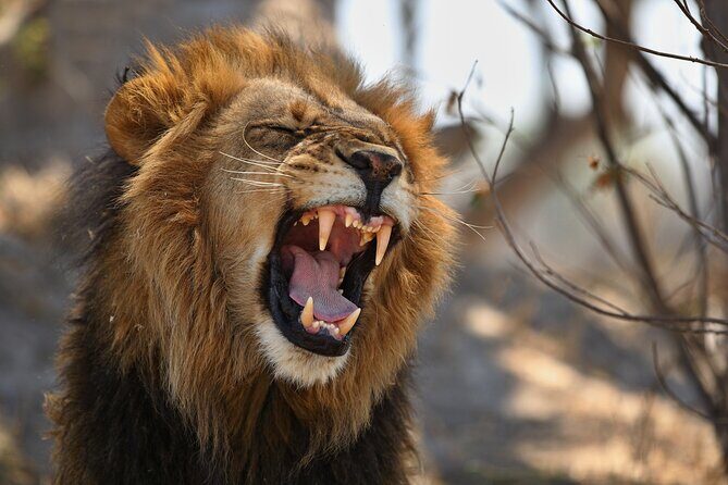Nairobi National Park half-Day Tour; Free wifi Connection - The Final Word: Is This Tour Right for You?