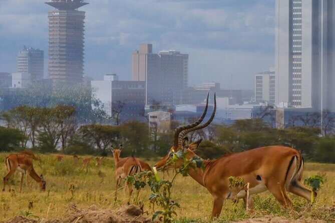 Nairobi National Park half-Day Tour; Free wifi Connection - FAQ