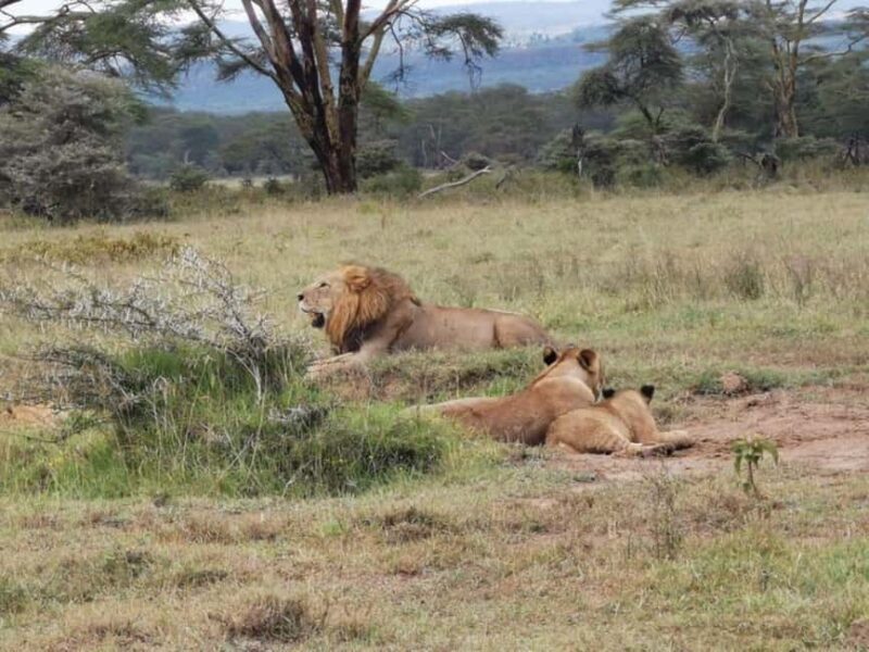 Nairobi National Park Half Day Tour & Kazuri Beads Factory - Key Points