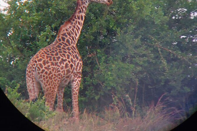 Nairobi National Park Half Day with Pickup - What’s Included and What’s Not: The Essentials