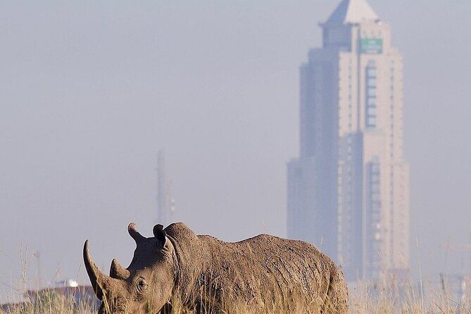 Nairobi National Park Half Day with Pickup - Frequently Asked Questions