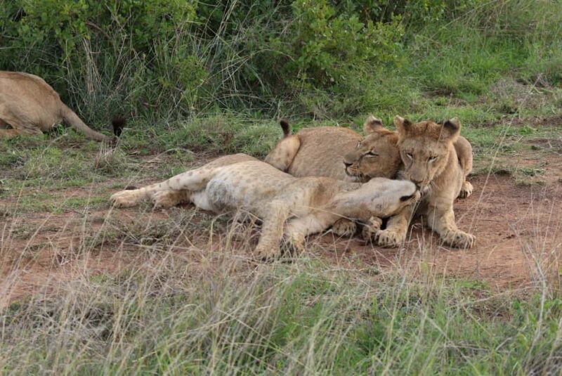 Nairobi National Park: Layover Tour in a 4X4 Safari Vehicle - What to Expect on Your Nairobi National Park Safari