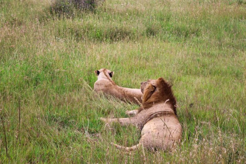 Nairobi National Park: Layover Tour in a 4X4 Safari Vehicle - The Value Proposition