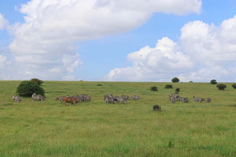 Nairobi National Park: Layover Tour in a 4X4 Safari Vehicle - The Sum Up