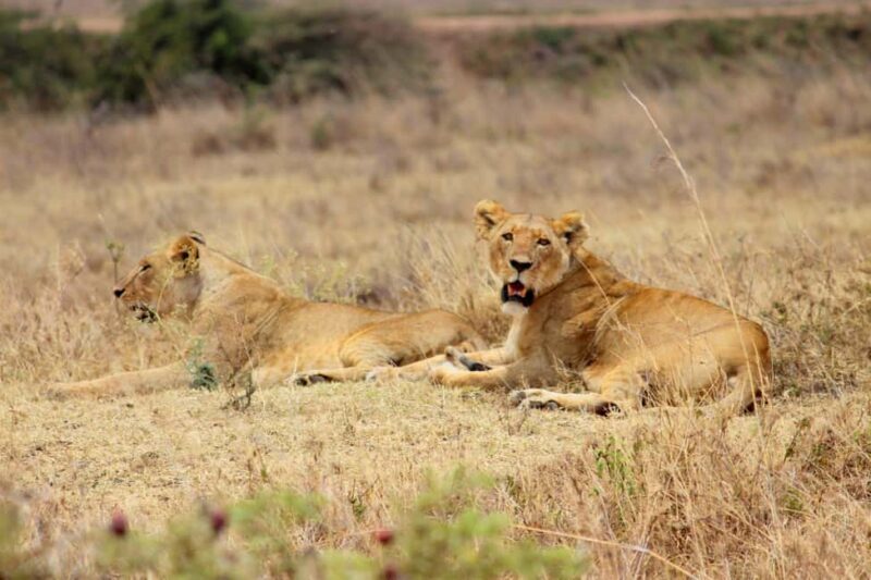 Nairobi National Park Morning Drive with free pick up - A Balanced Look at the Experience
