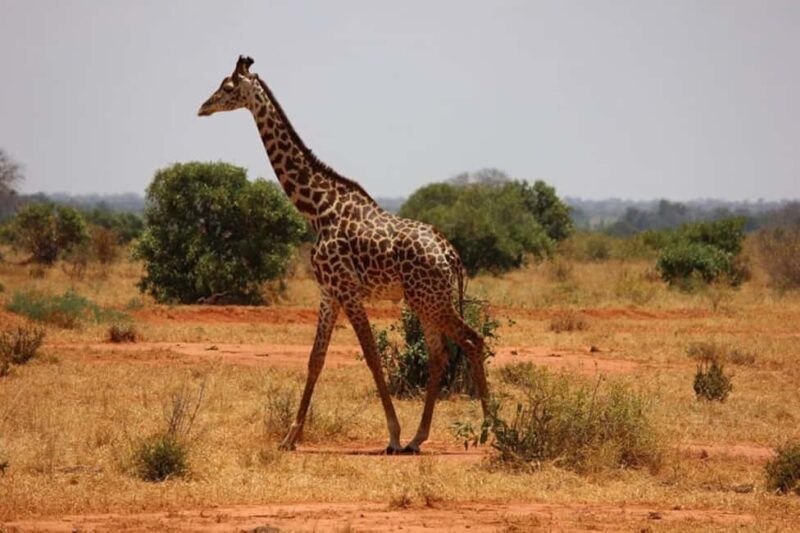 Nairobi National Park Morning Drive with free pick up - FAQ