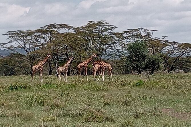 Nairobi National Park Morning Game Drive - What to Expect on Your Nairobi National Park Morning Game Drive