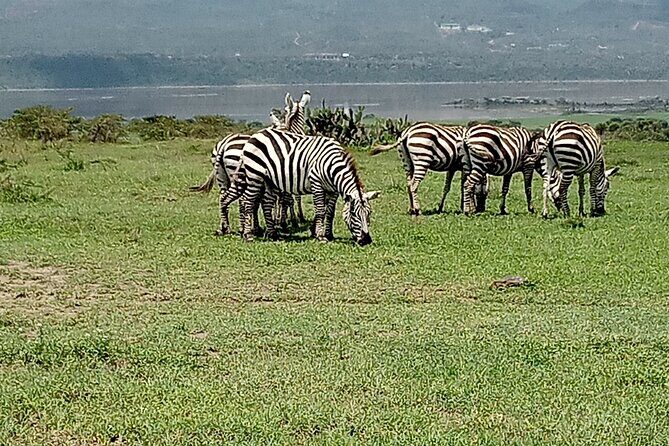 Nairobi National Park Morning Game Drive - Who Should Consider This Experience?