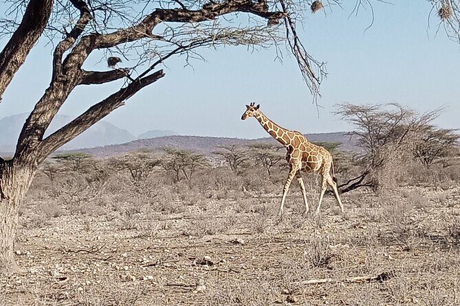 Nairobi National Park Morning Game Drive - The Sum Up
