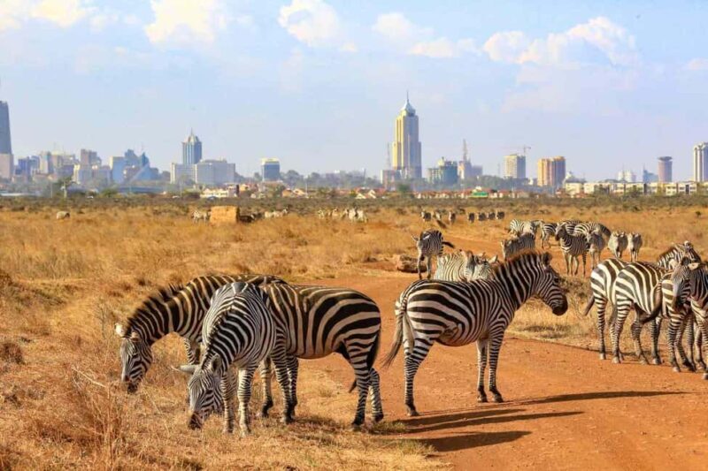 Nairobi National Park Morning Game Drive - Key Points