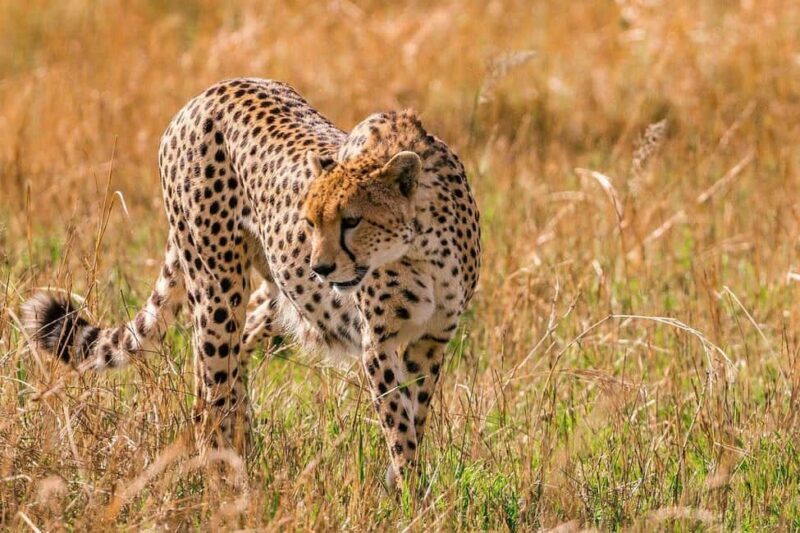 Nairobi National Park Morning Game Drive - Practical Tips for Your Safari