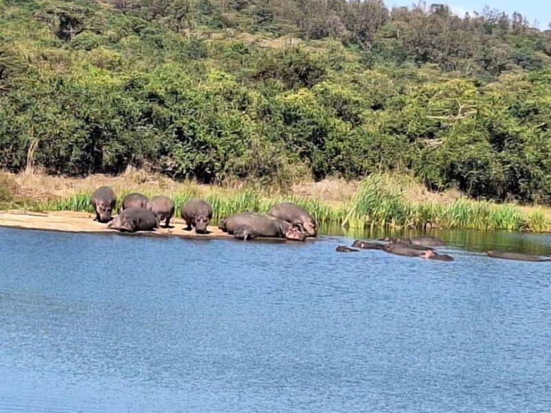 Nairobi National Park Morning Game Drive - The Sum Up