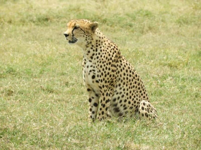 Nairobi National Park: Morning or Afternoon Game Drive - Who Is This Tour Best For?