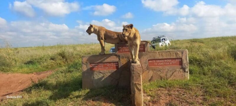 Nairobi National Park: Morning or Afternoon Game Drive - FAQ