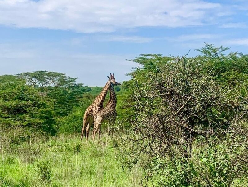 Nairobi National Park Morning or Evening Game Drive - An In-Depth Look at the Tour