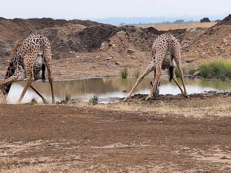Nairobi National Park Morning or Evening Game Drive - Who Should Consider This Experience
