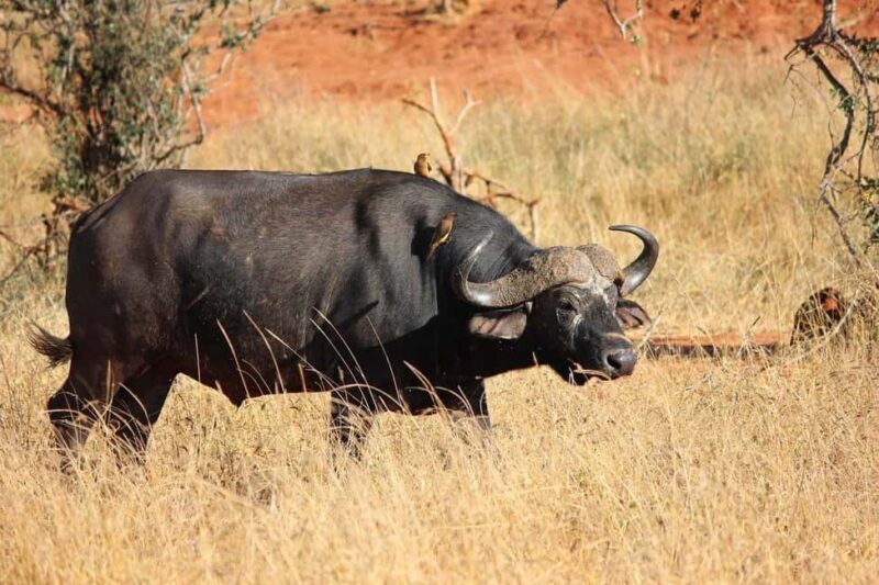 Nairobi National Park Morning Private Half-Day Game Drive. - Practical Considerations