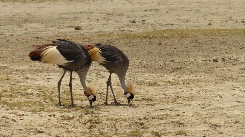 Nairobi National Park Morning Private Half-Day Game Drive. - Provider and Booking Experience