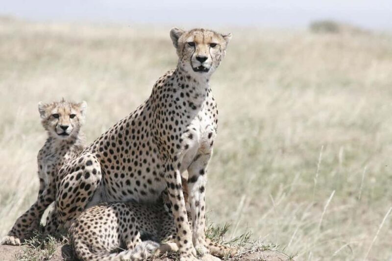 Nairobi National Park Morning Private Half-Day Game Drive. - Who This Tour Is Best For