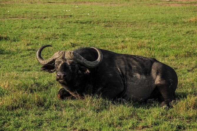 Nairobi National Park Private Safari - The Sum Up
