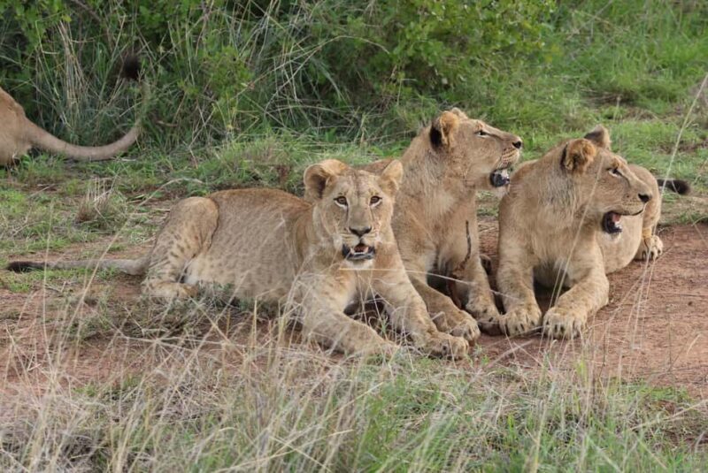 Nairobi: National Park Private Tour in 4X4 Jeep - An Accessible Wildlife Experience in the Heart of Nairobi