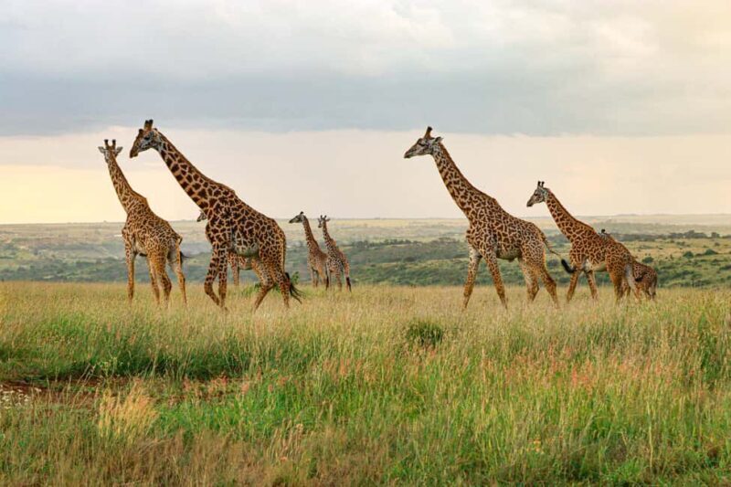 Nairobi: National Park Private Tour in 4X4 Jeep - Highlights That Make the Experience Special