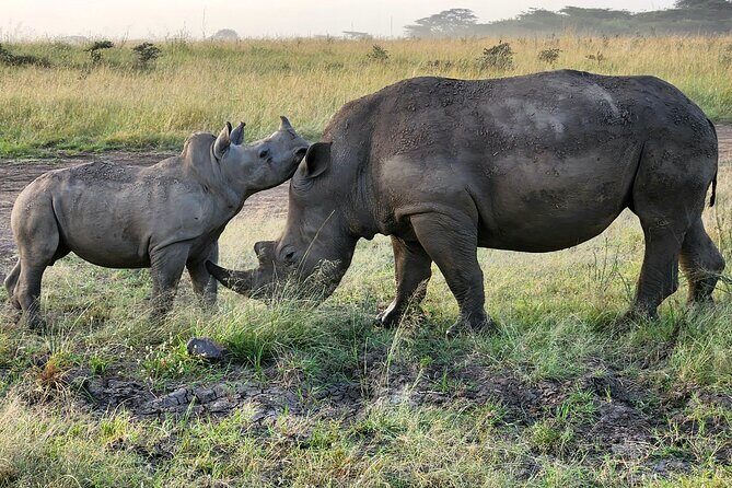 Nairobi National Park Private Tour (Morning/Afternoon Options) - Who Should Consider This Tour?