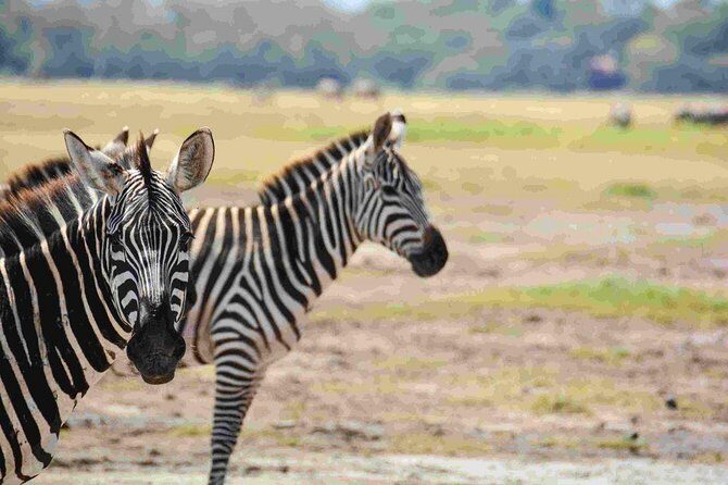 Nairobi National Park Safari - An Introduction to the Nairobi National Park Safari