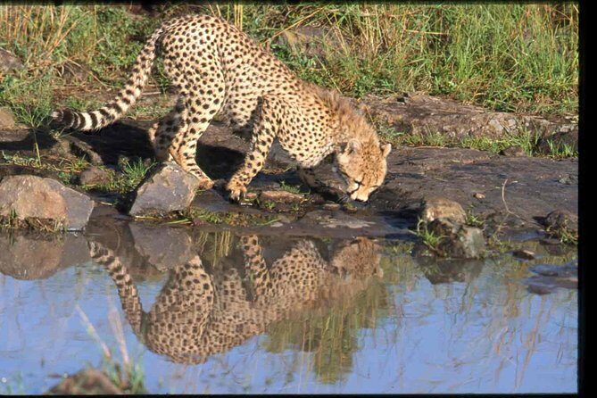 Nairobi National Park Safari - Who This Tour Is Best For