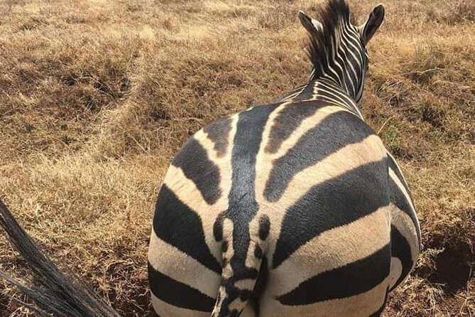 Nairobi National Park Safari - In-Depth Analysis of the Tour Experience